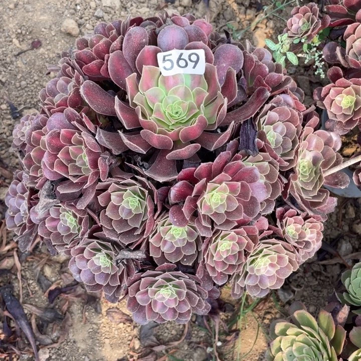 胖***号无花朵569多肉植物华纳