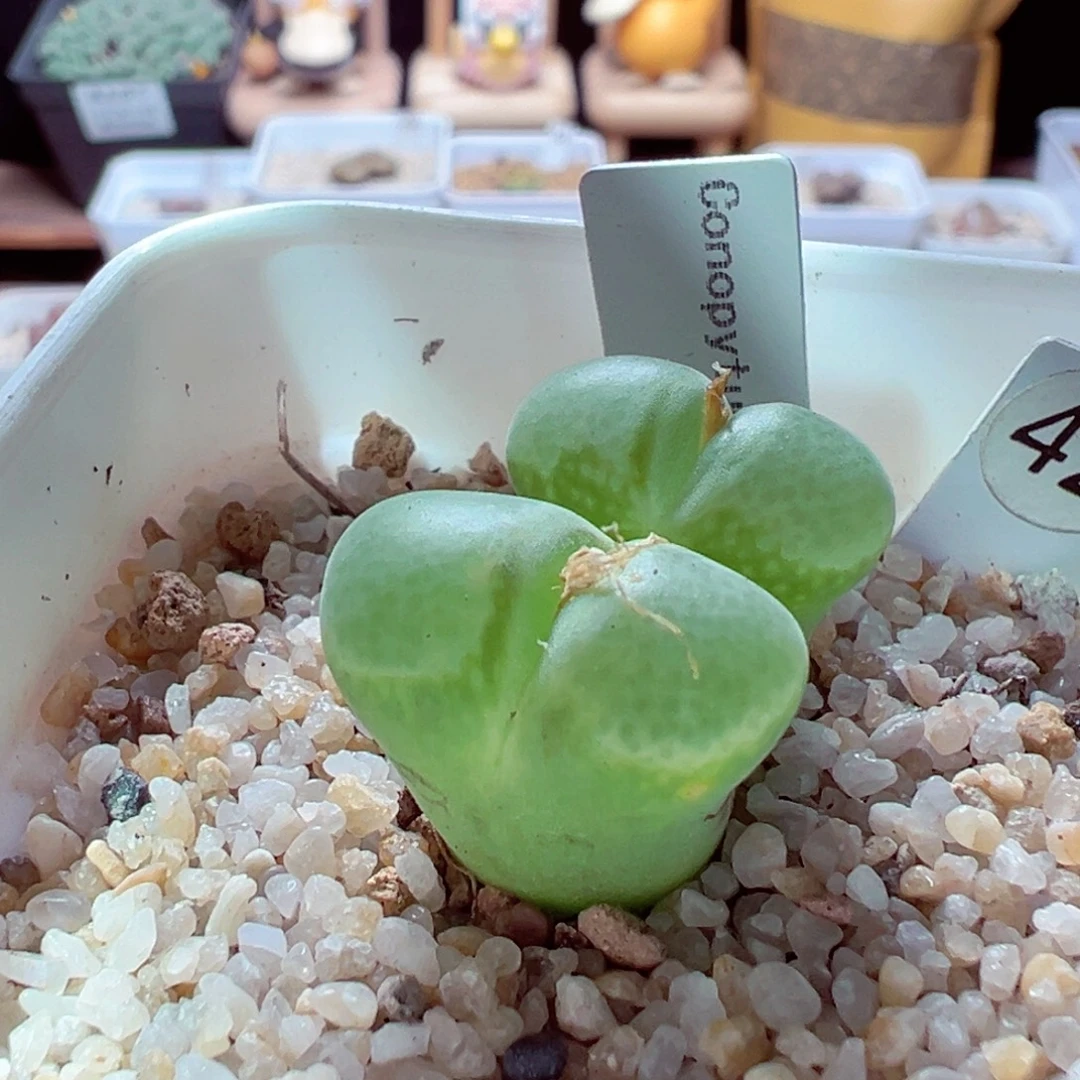 1116-172多肉多肉cr1052