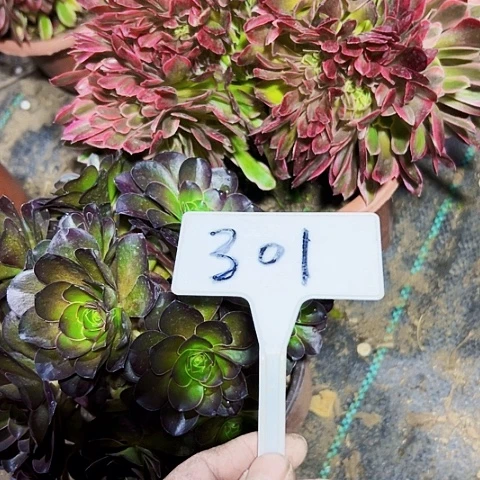 多肉植物组合2个