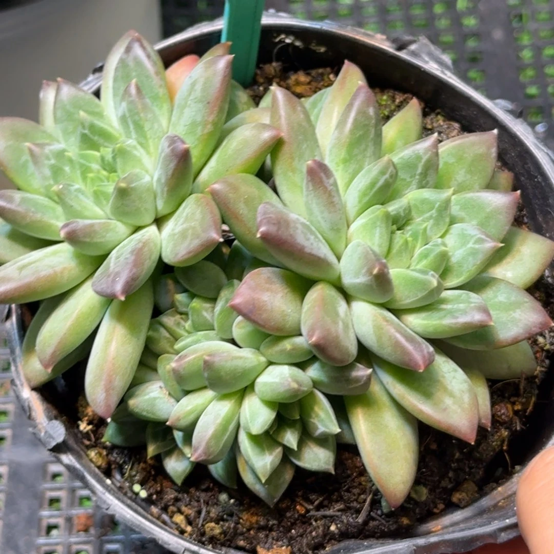 多肉植物彩体暗纹美人365