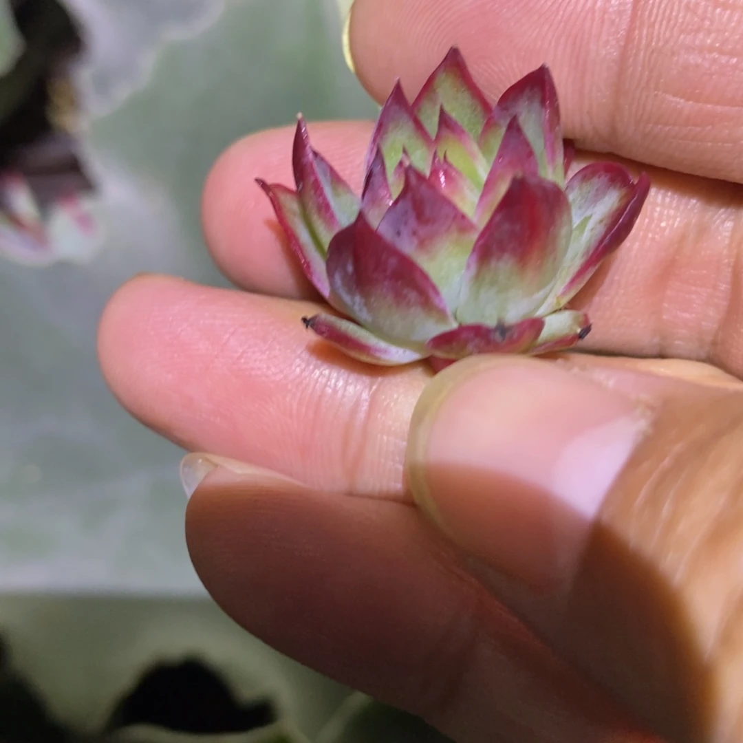 不开花植物惊鸿拉丝锦