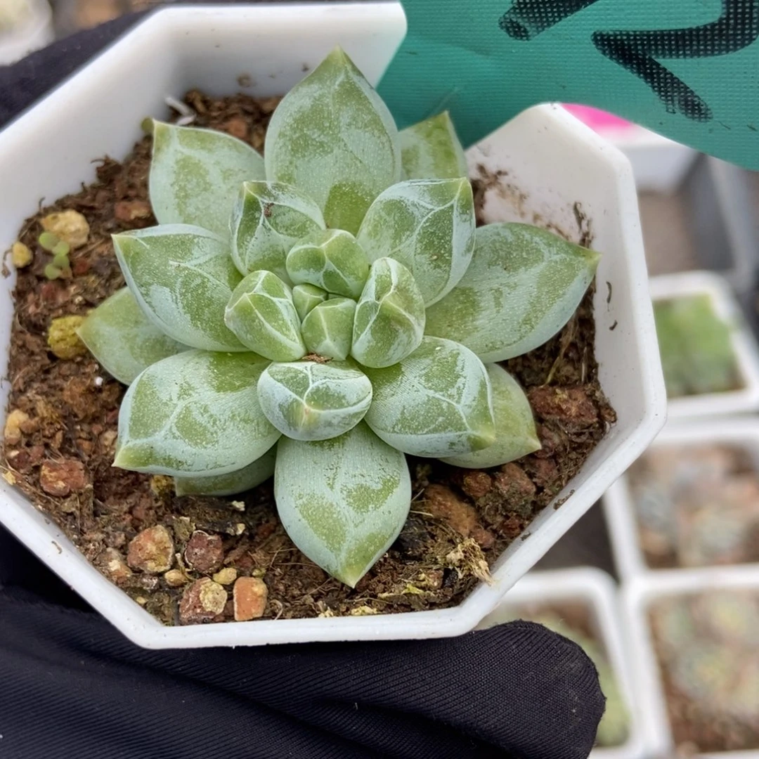 1172伊丽莎白多肉植物