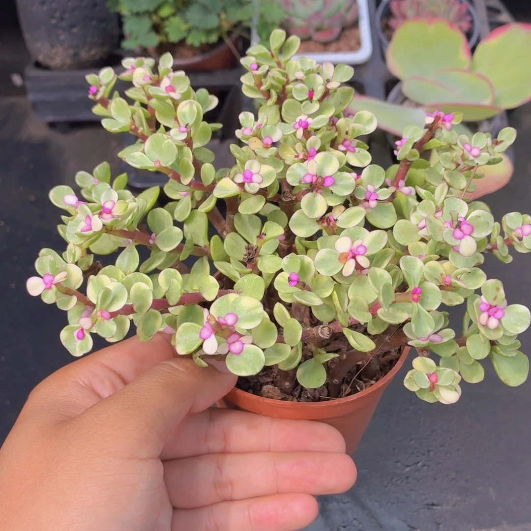 雅乐之舞多肉9.9包邮发货