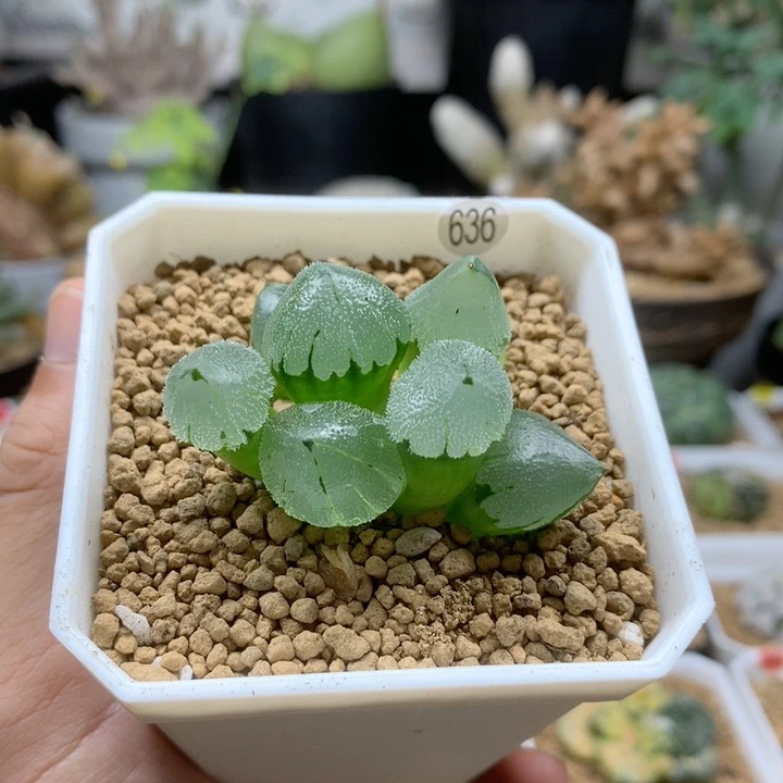 全窗冰玉鸾寿十二卷脱土636