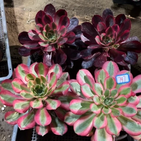 797多肉植物组合