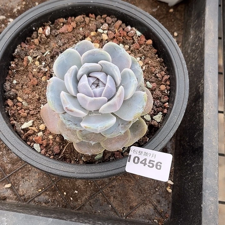 阿雅园艺。         456汉堡