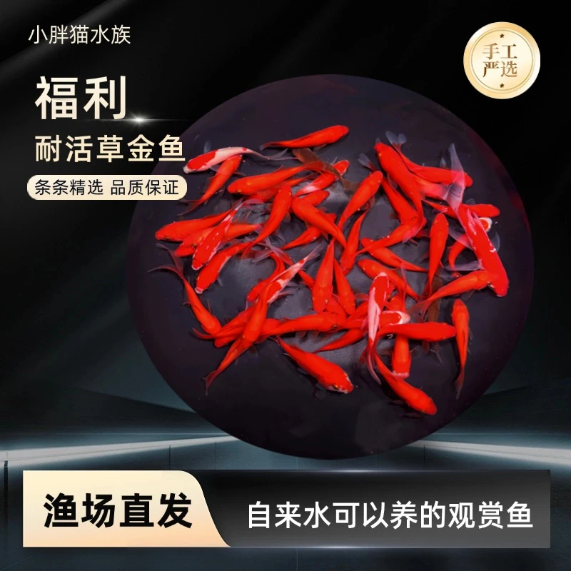 福利35条草金鱼好养易活冷水金鱼观赏鱼可混养热带鱼锦鲤鱼