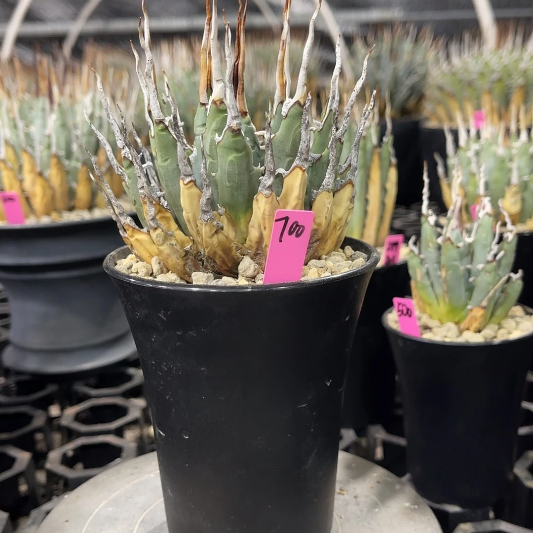 熟桩妖炎好养好价