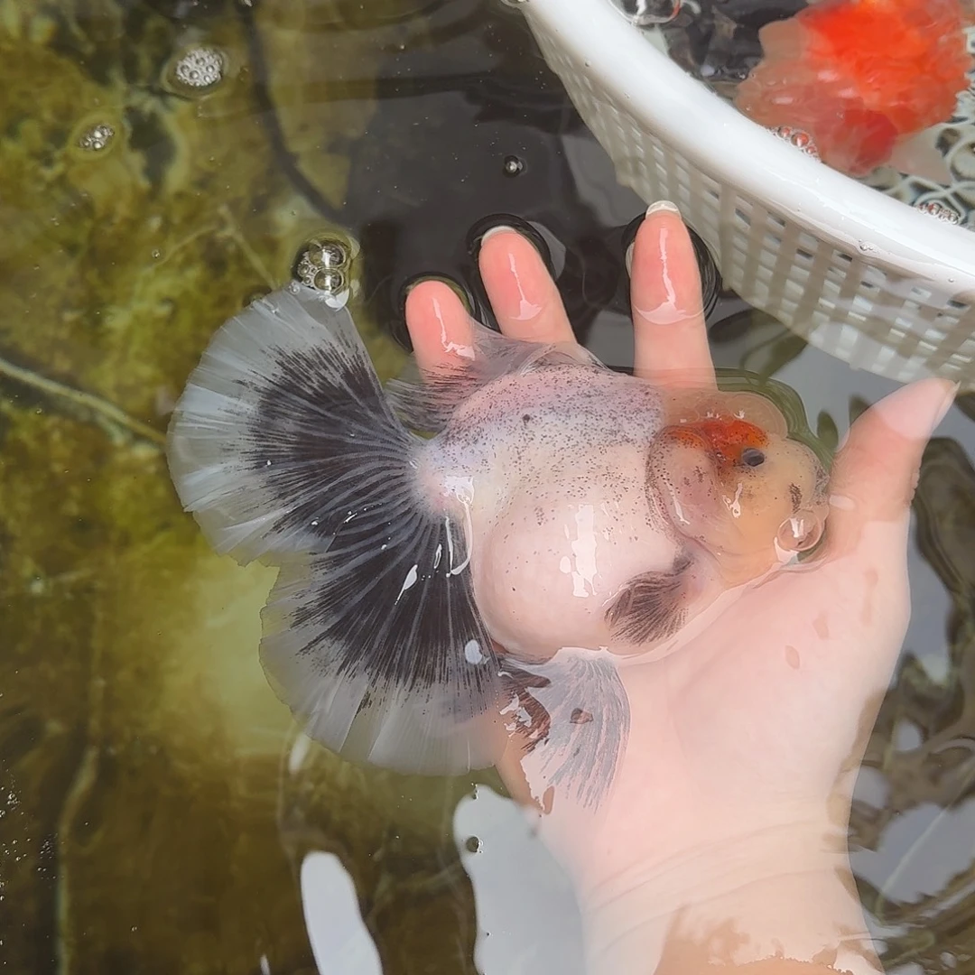 狮头鱼包邮中通默认微瑕