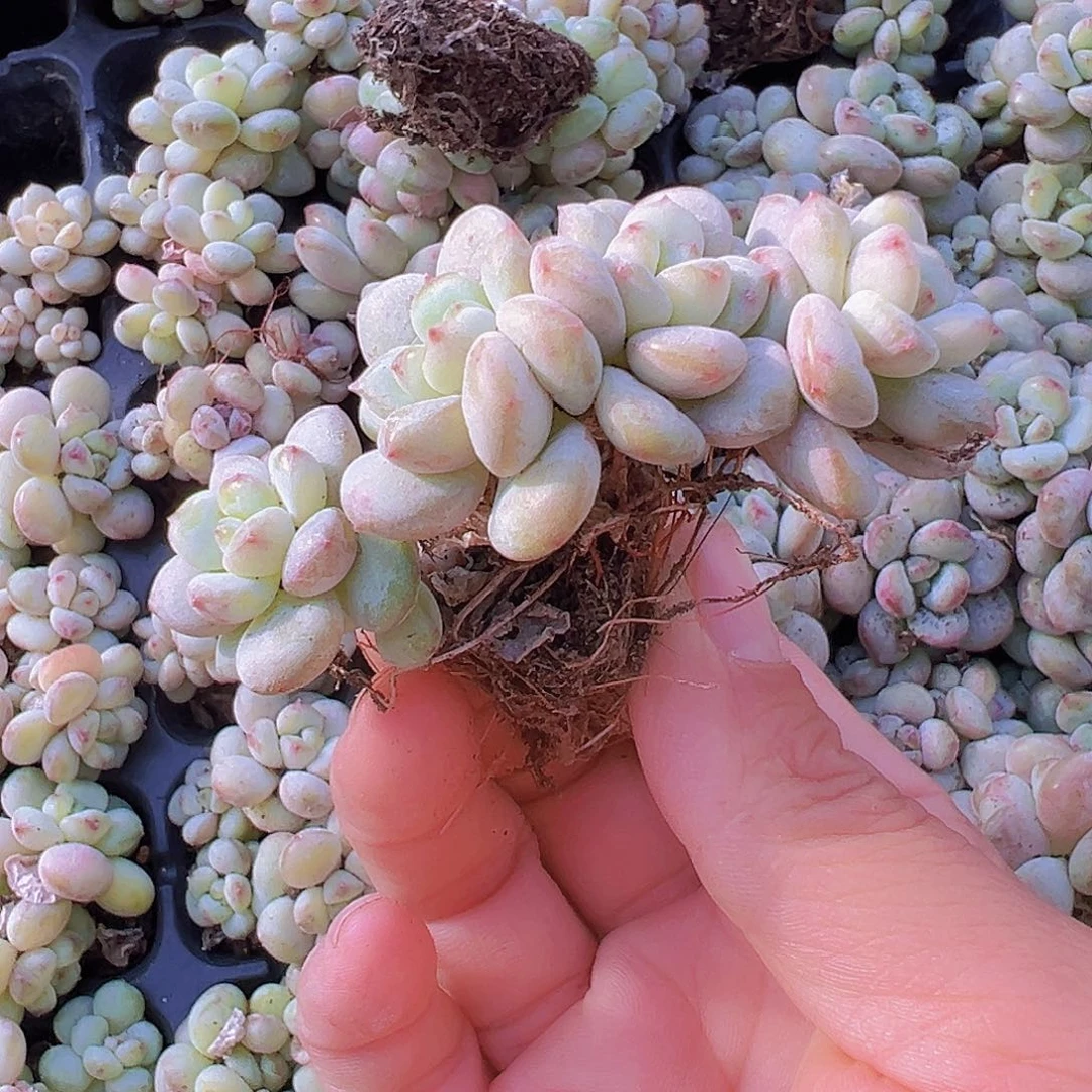 阳光玫瑰苗3颗19不