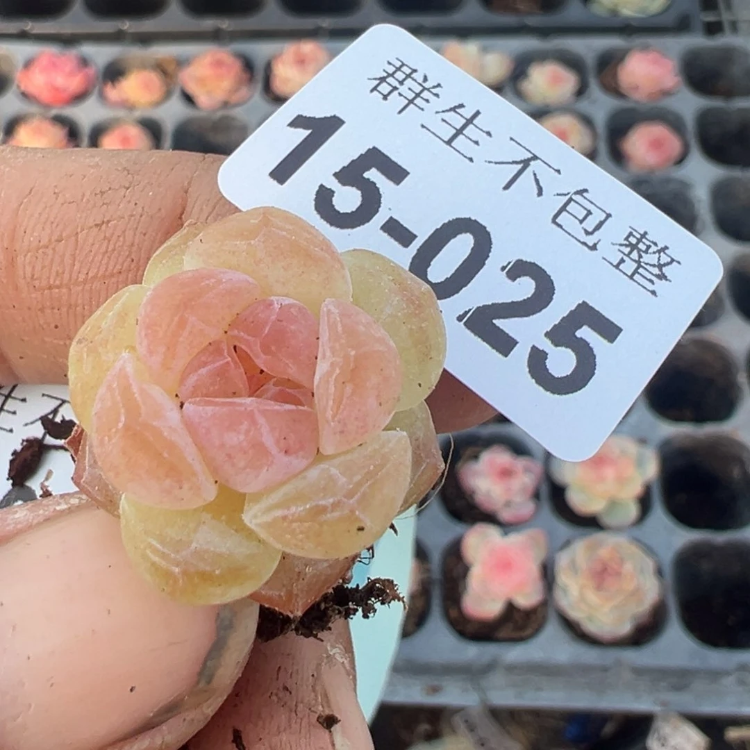 眼**了小卡拉米糖心一物一拍15-25