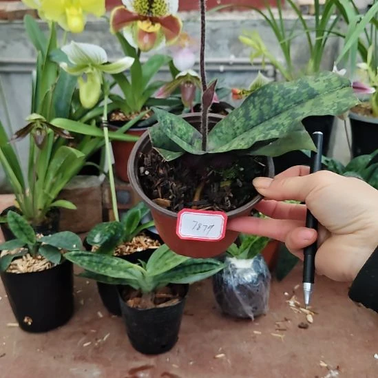 全部花苞带营养杯发货