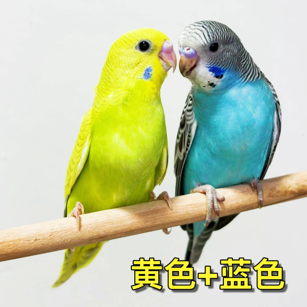 鹦鹉活体鸟宠物鸟观赏鸟手养亲人可教说话