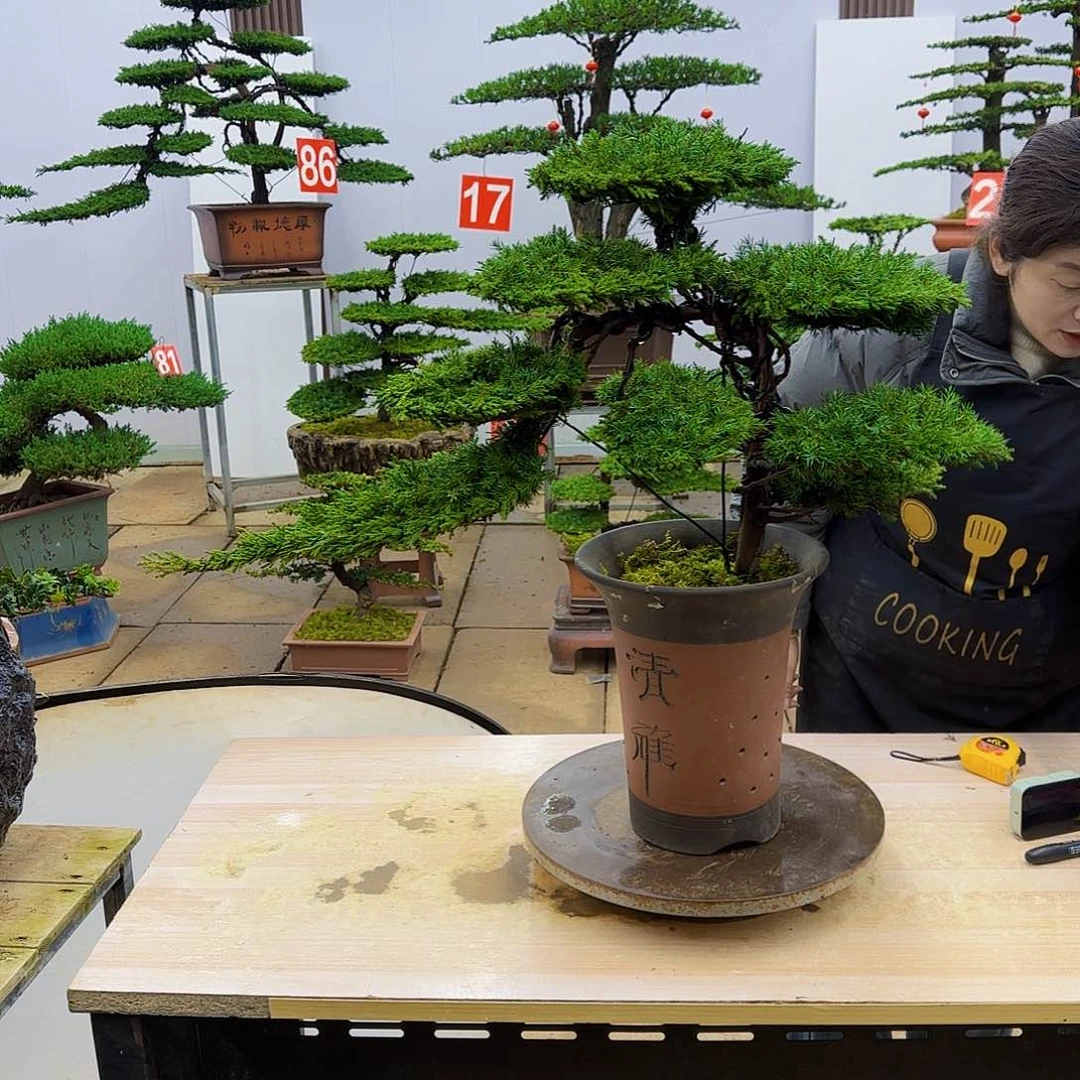 盆景直播间1️⃣物1️⃣拍