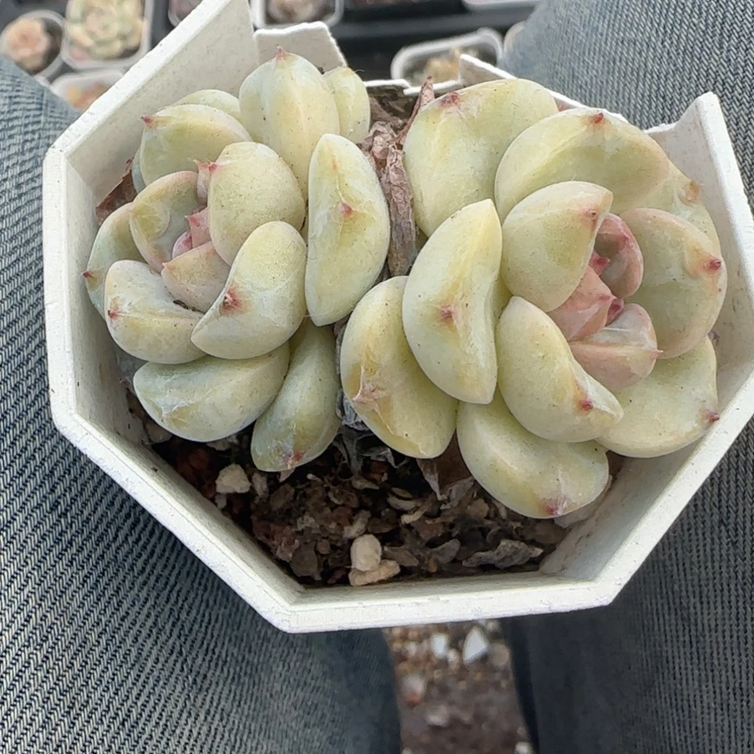 多肉小卡拉米糖心一物一拍