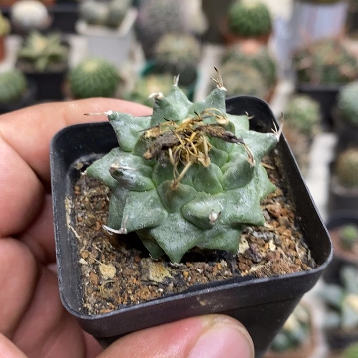 实生赤花娇丽特价福利