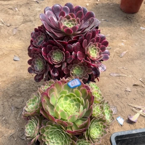 677多肉植物组合