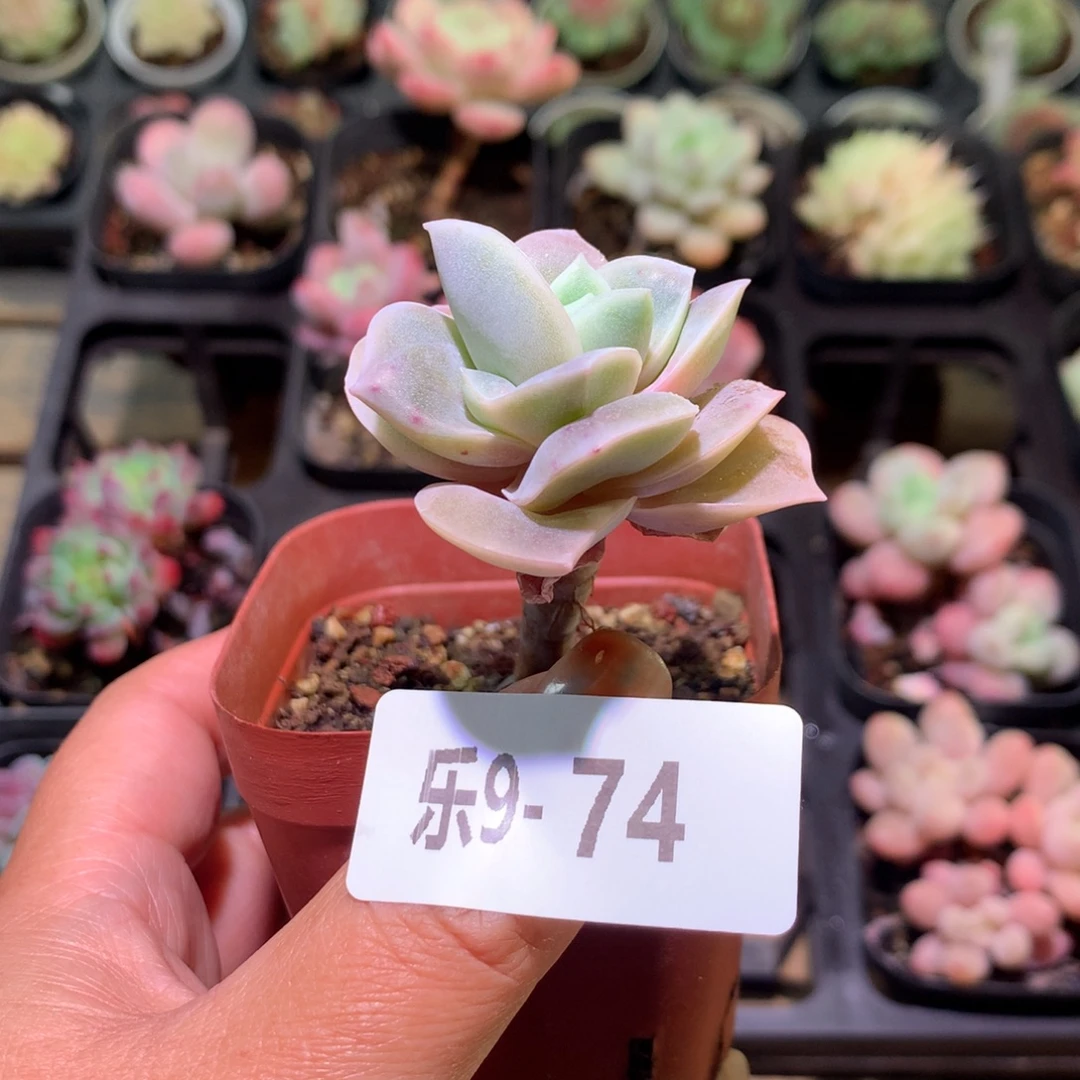 乐然 9-74 可爱玫瑰