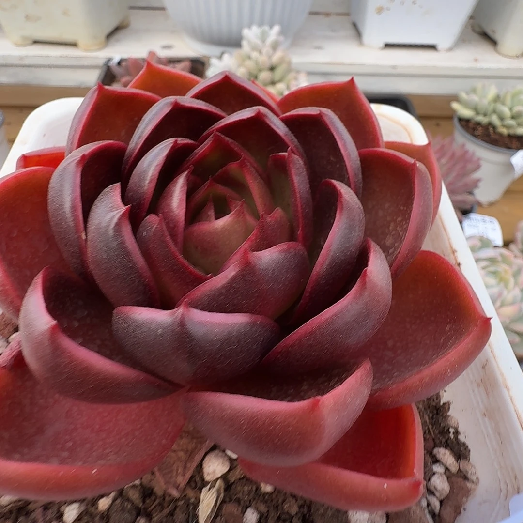 红灯11111111220-122