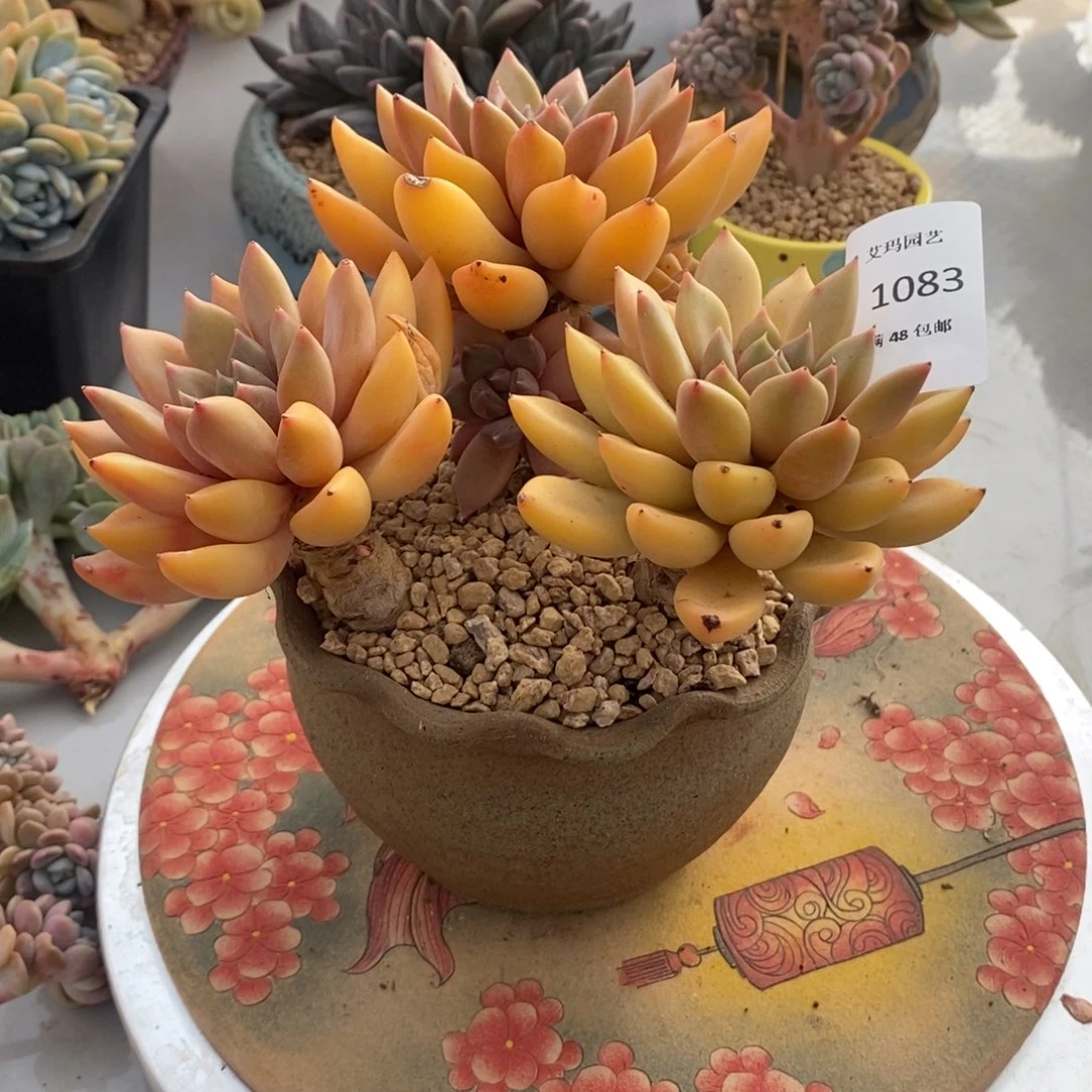 红象牙群生多肉多肉083