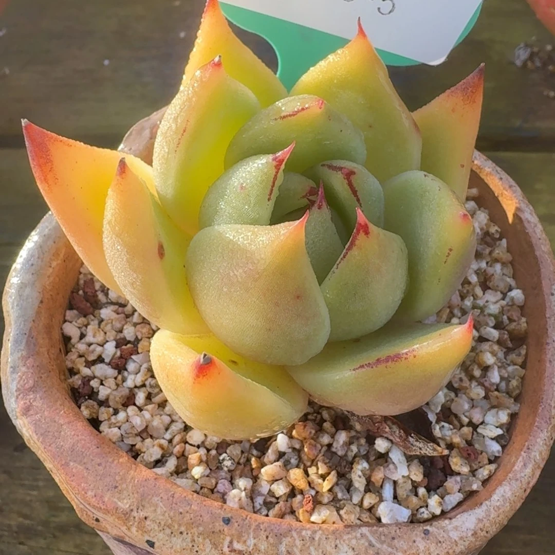 从前慢多肉精选编号1220.5