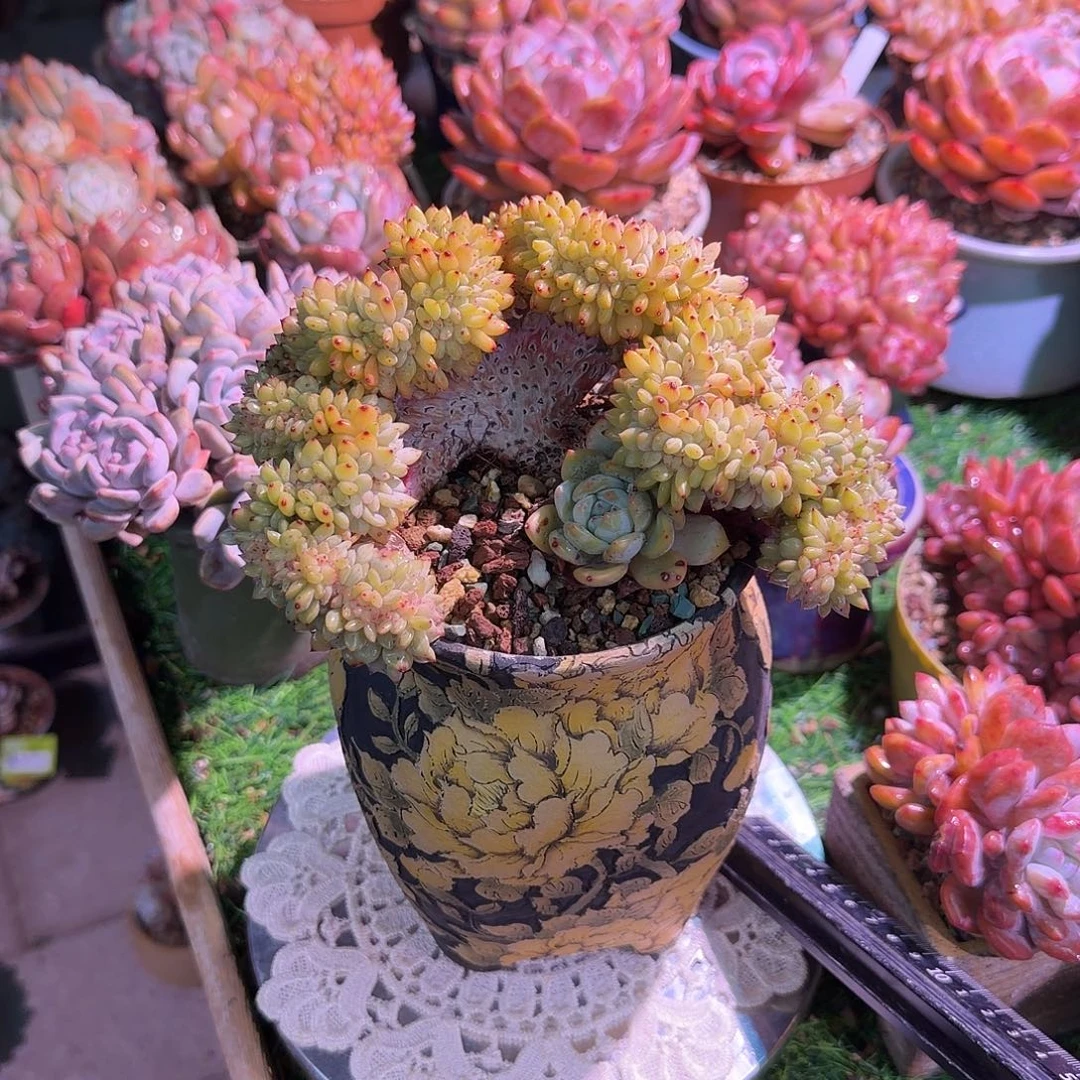 娜***我橙梦露缀化一颗脱土发货