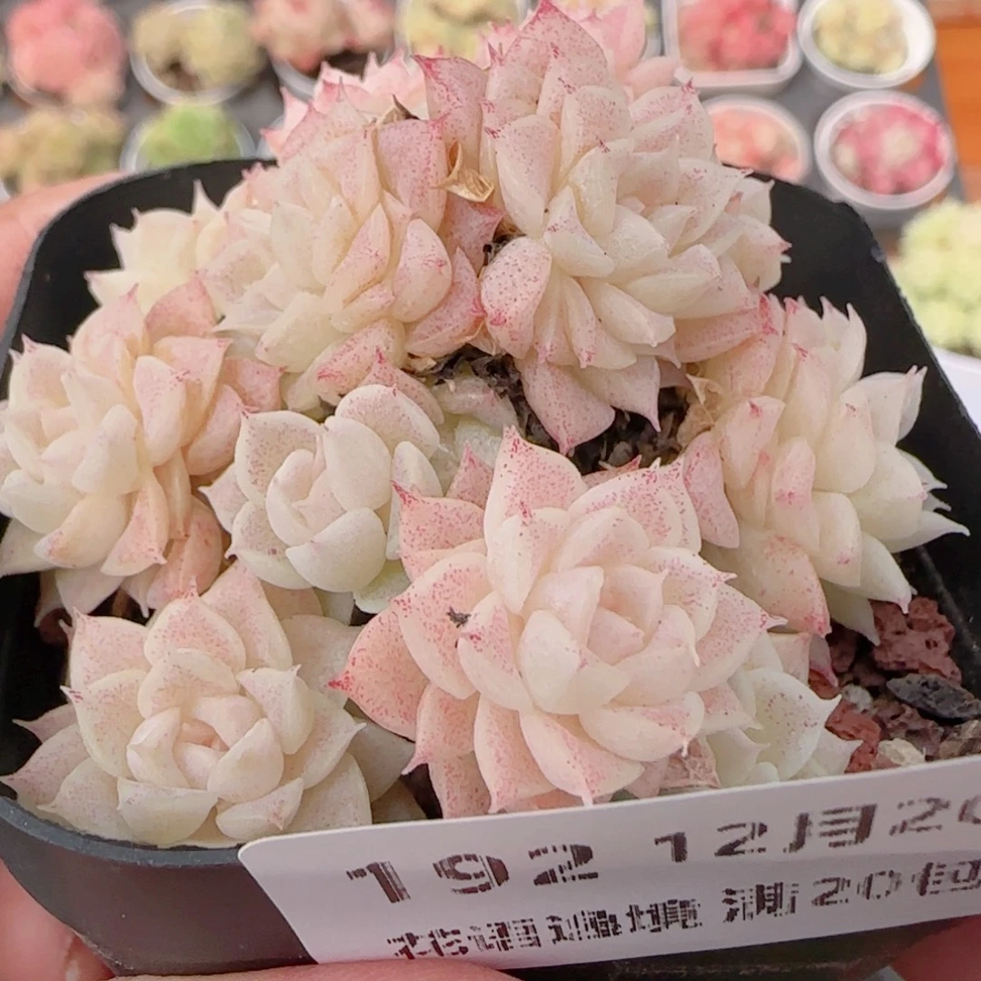 花语多肉1220-192开播福利散