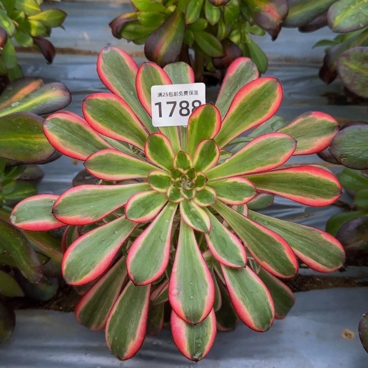 1788香奶奶多肉植物