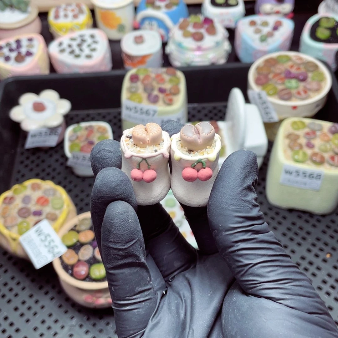 假**w5570--带盆土发货，零下地区拍保温箱