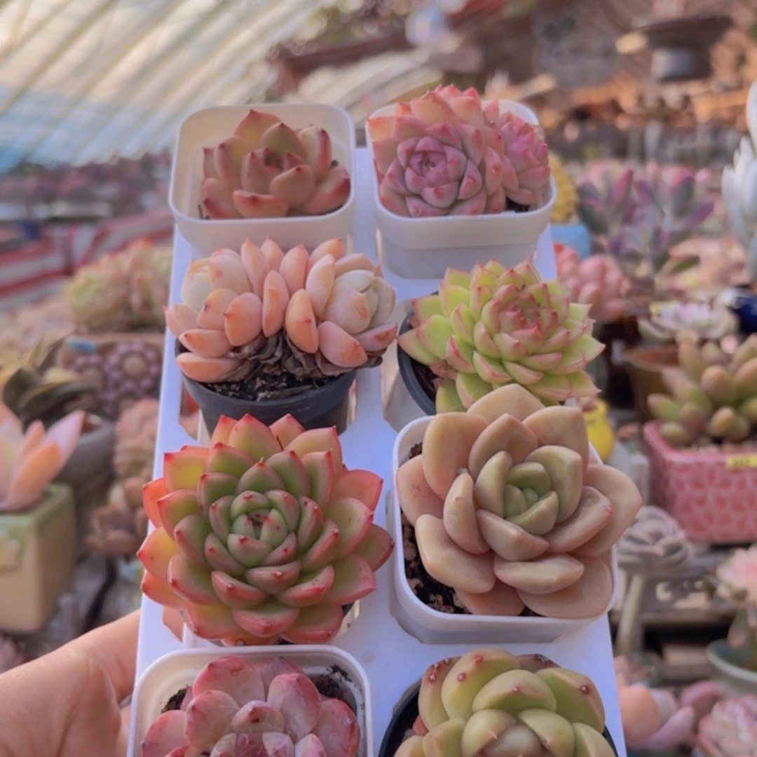 框拍一物一拍编号395