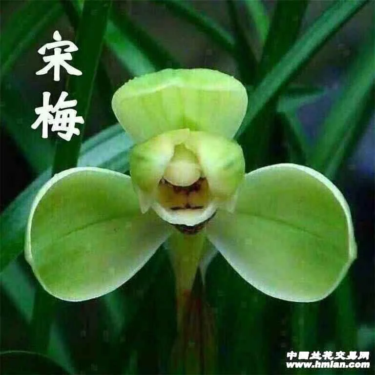 春兰宋梅原种兰花苗室内花卉盆栽清香优雅叶姿优美