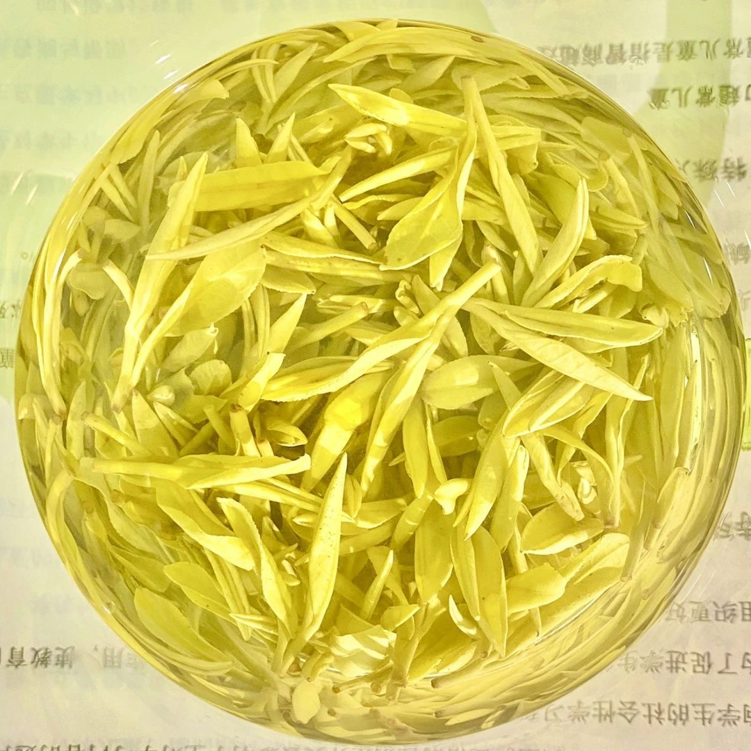 原产地安吉奶白黄金芽支持试喝