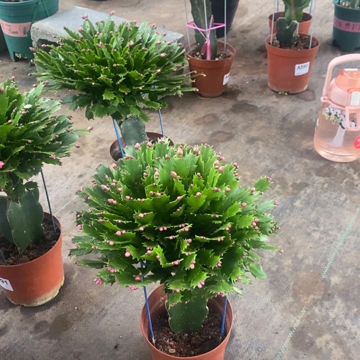 当前无花栽培后可以开花610嫁接红色