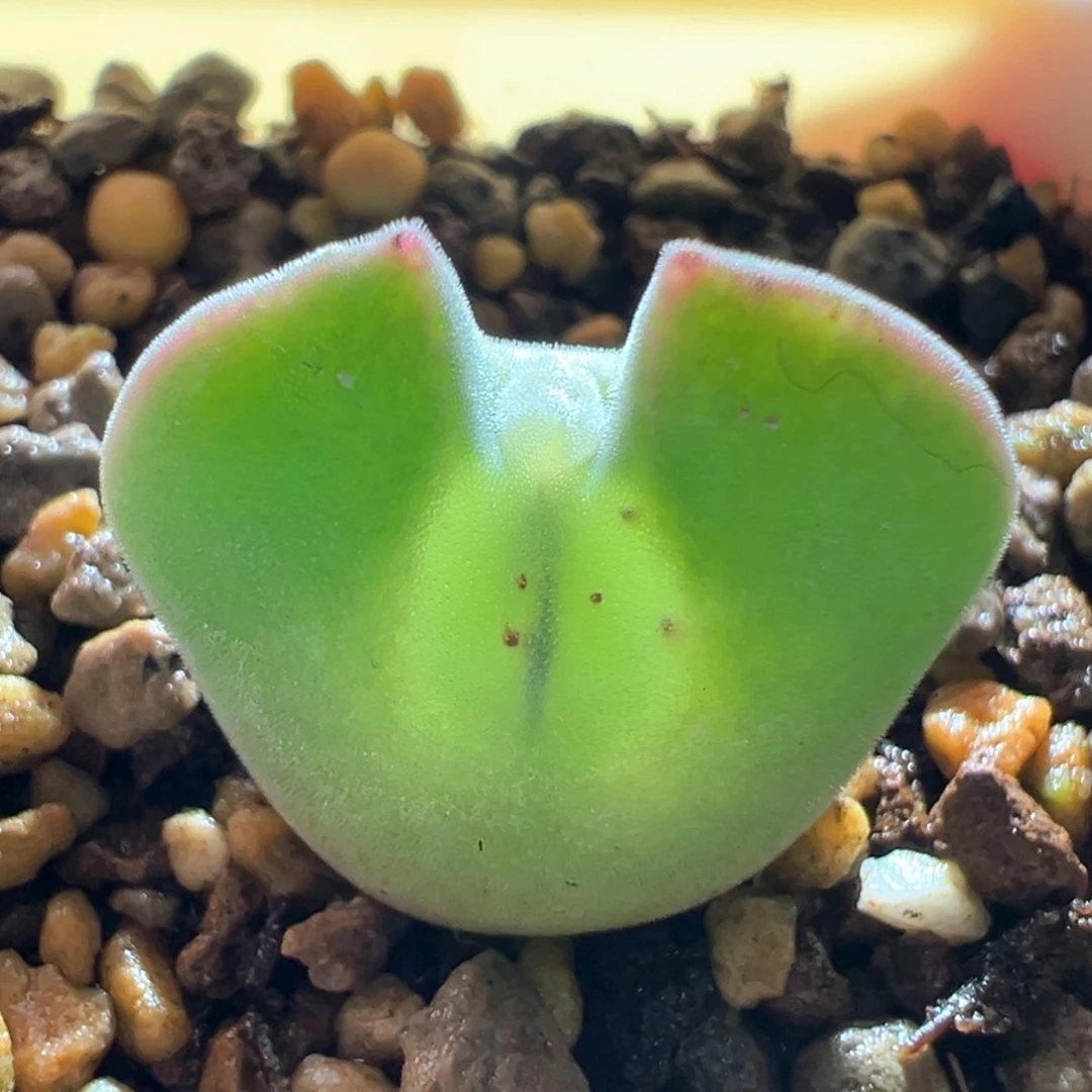 w185。优选青蛙3年 嘟嘟嘴大眼睛 2.0cm 带盆土带青蛙标签发货