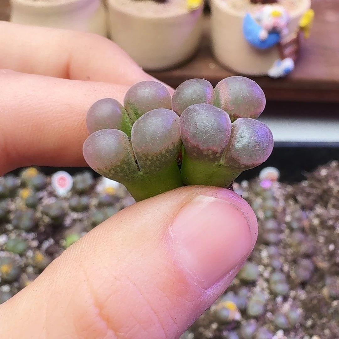 多肉植物福利风铃154