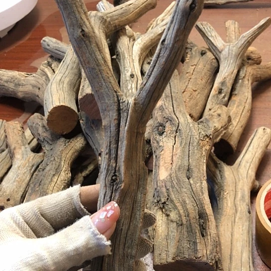 大果紫檀（缅甸花梨）两**苗