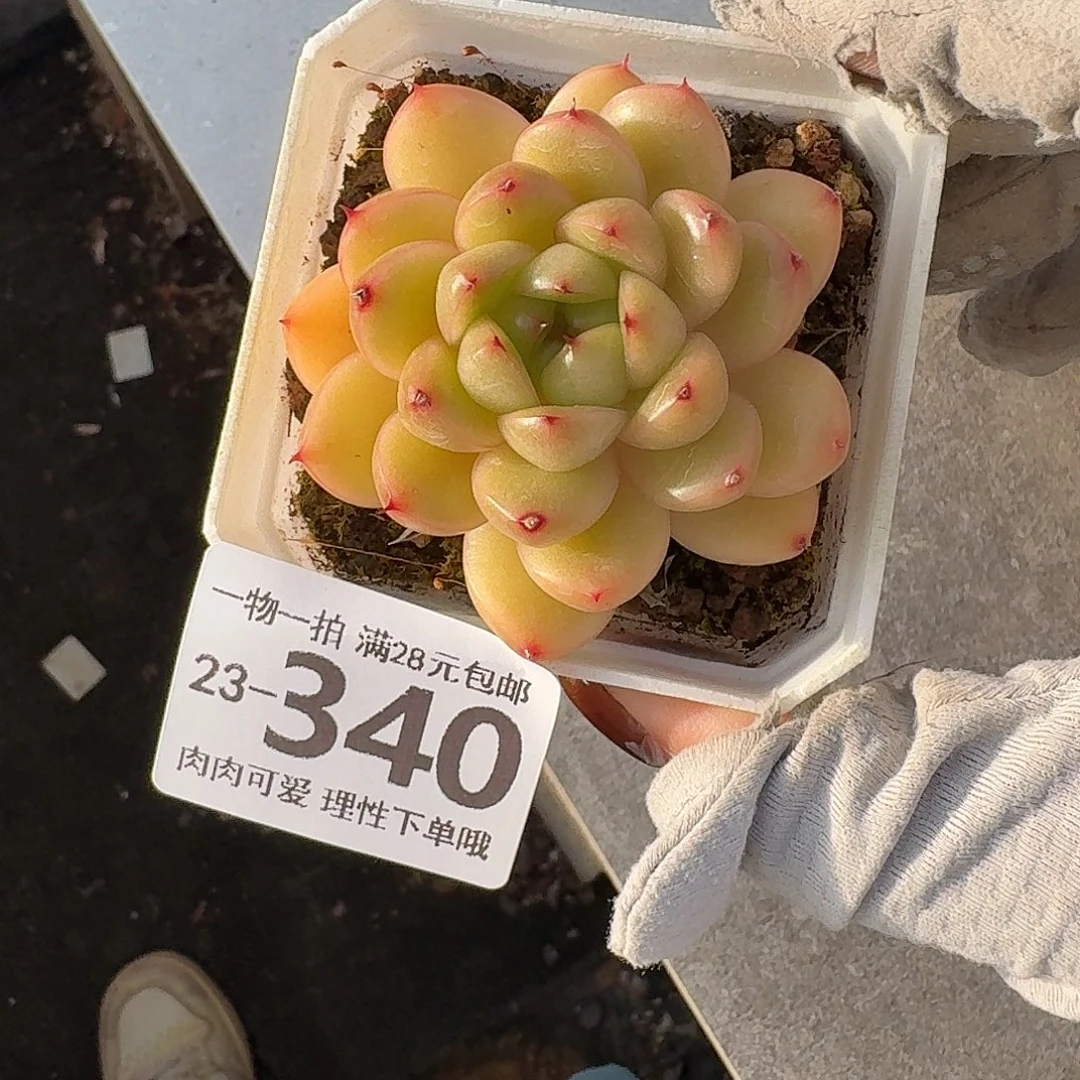 莱拉珍妮无盆土发货