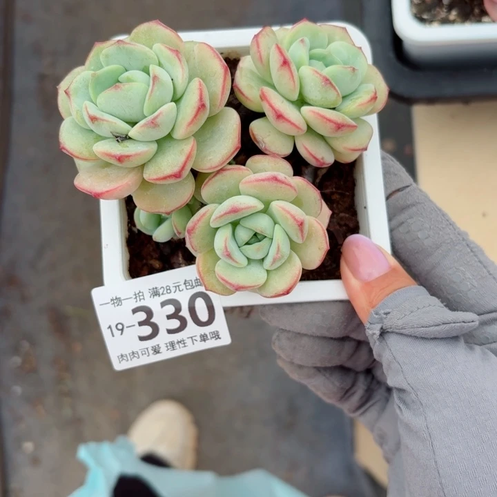 白底香草多肉植物多肉多肉