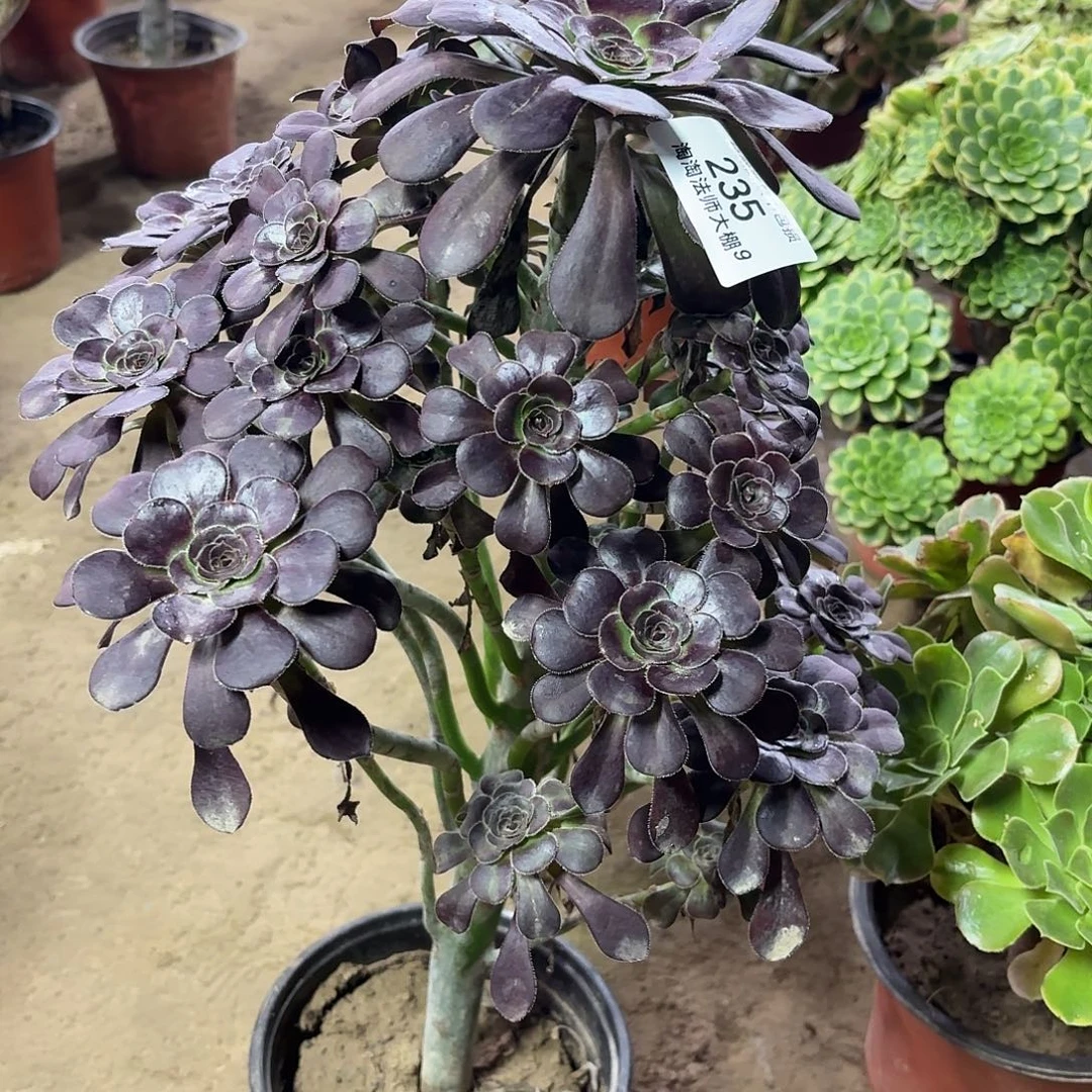 235圆叶黑法师多肉植物