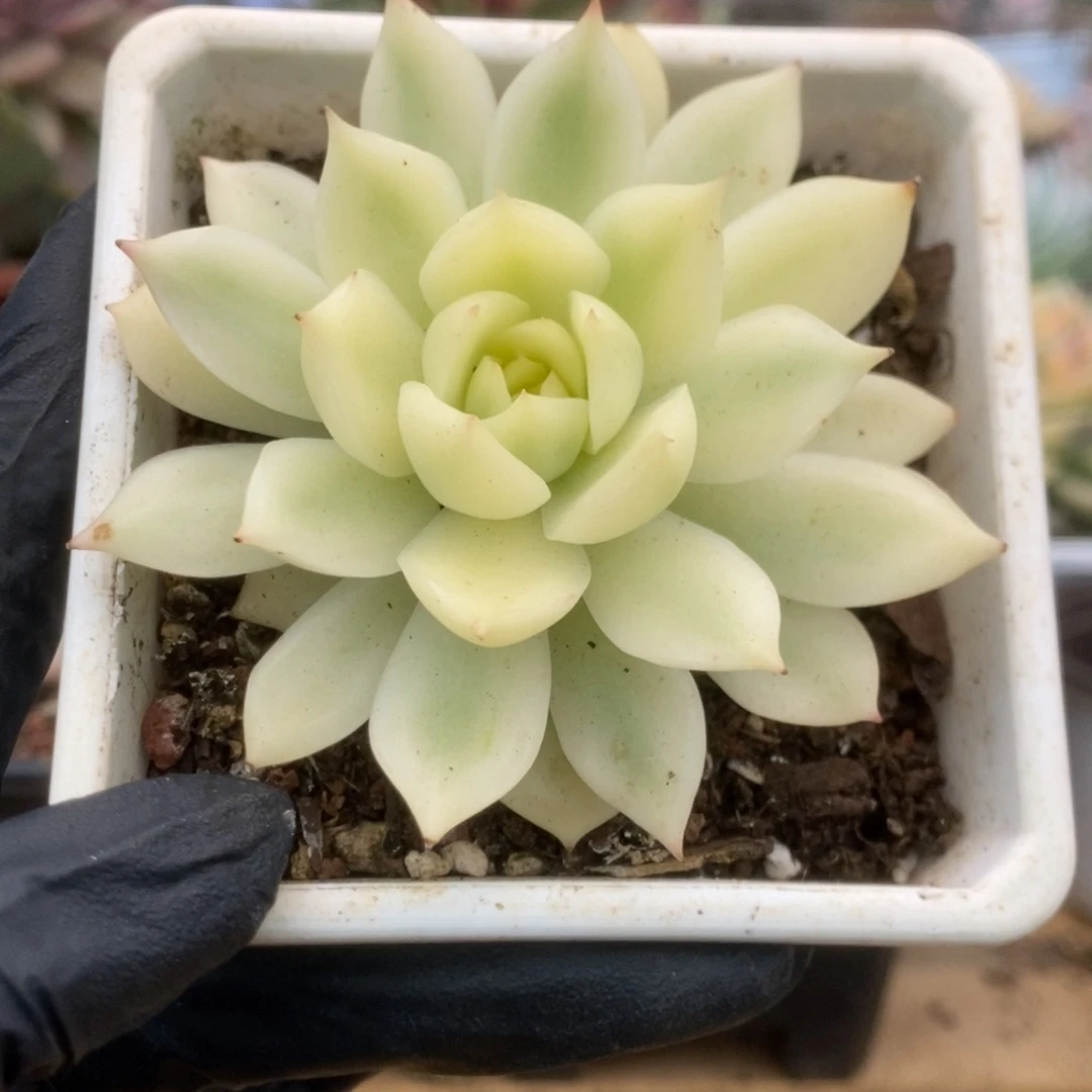 464加勒比海蓝锦锦锦锦锦