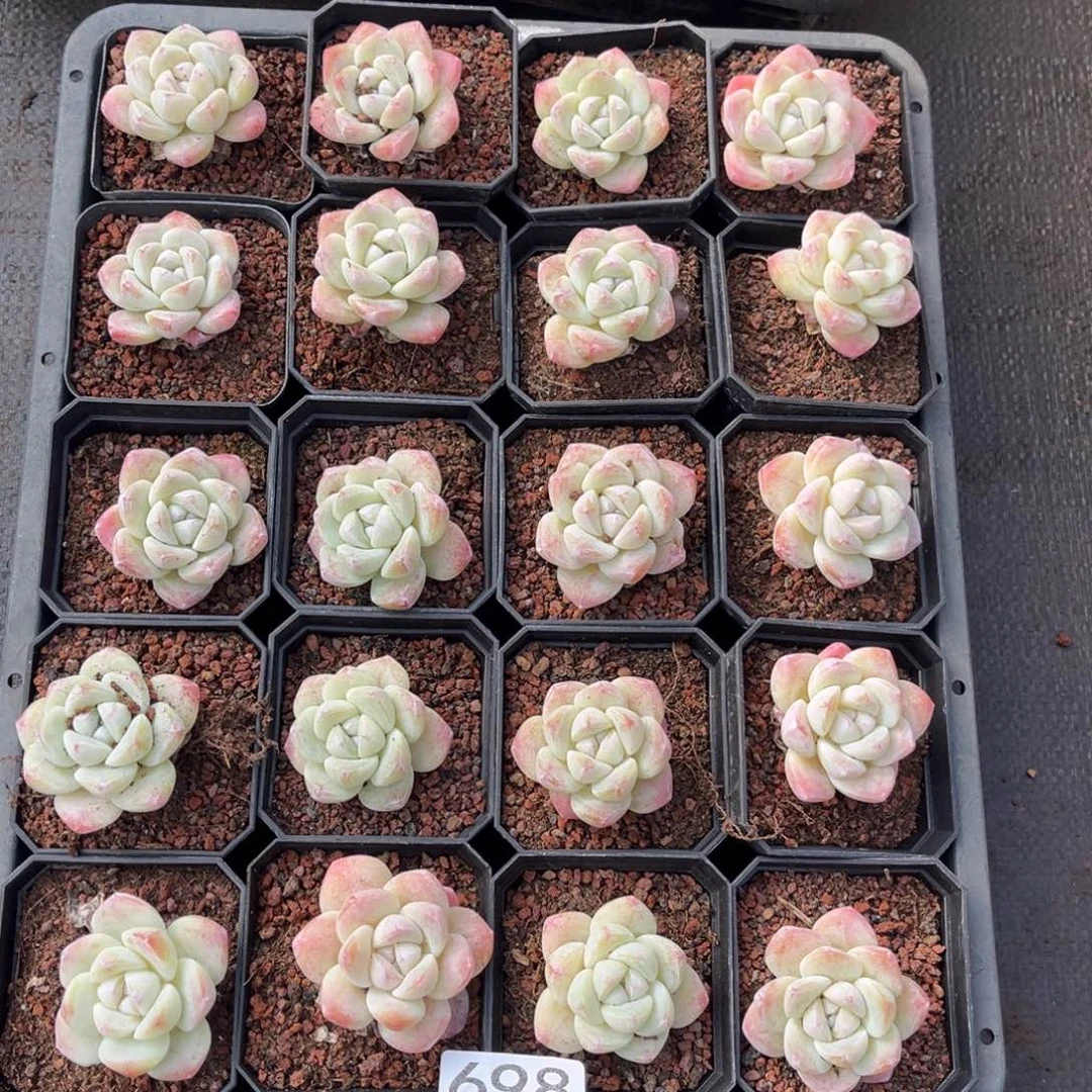 698号新疆西藏内蒙古不包邮