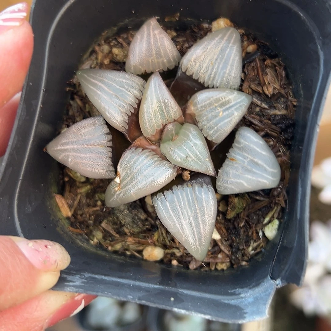 多肉植物多肉植物