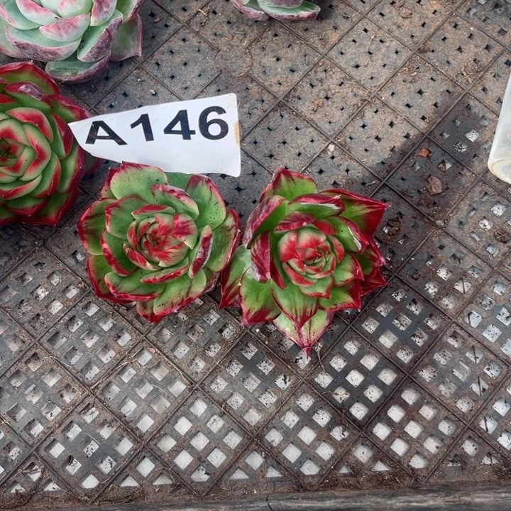 很***近惊鸿仙子多肉植物A146