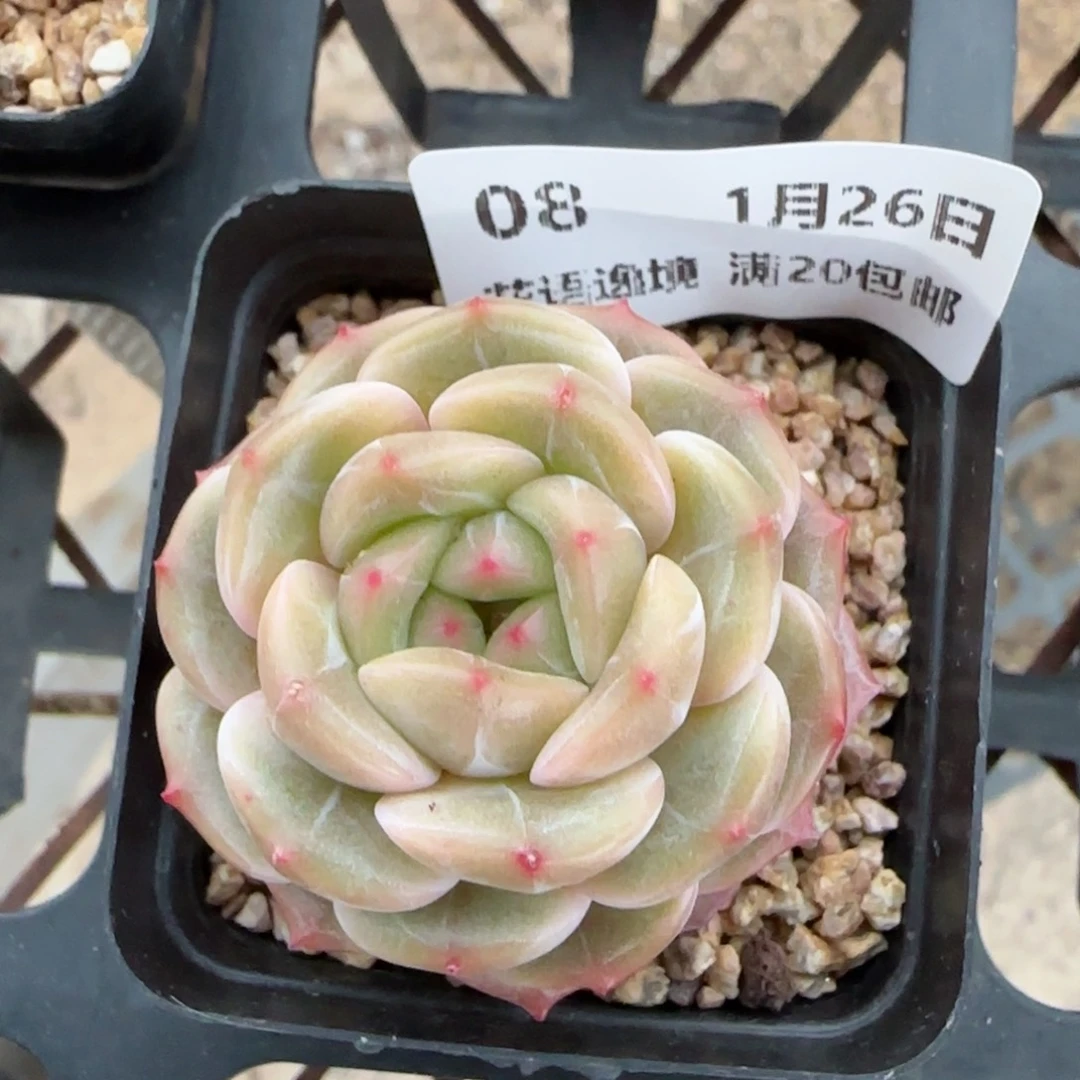 花语逸镜0126-08晴川