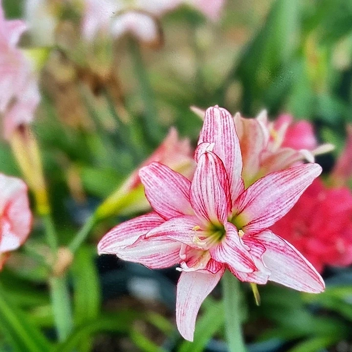 七彩仙女3厘米朱顶红