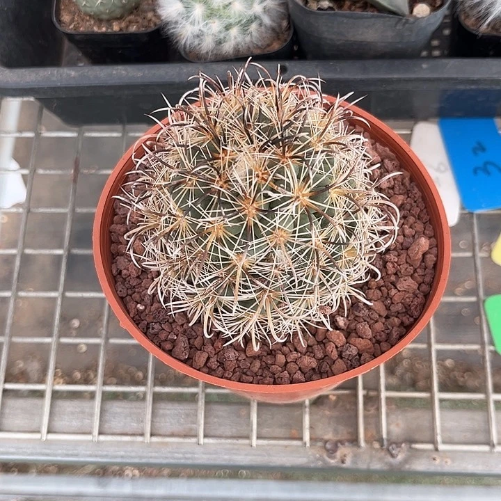 当前无花朵，栽培后可花朵叫***k