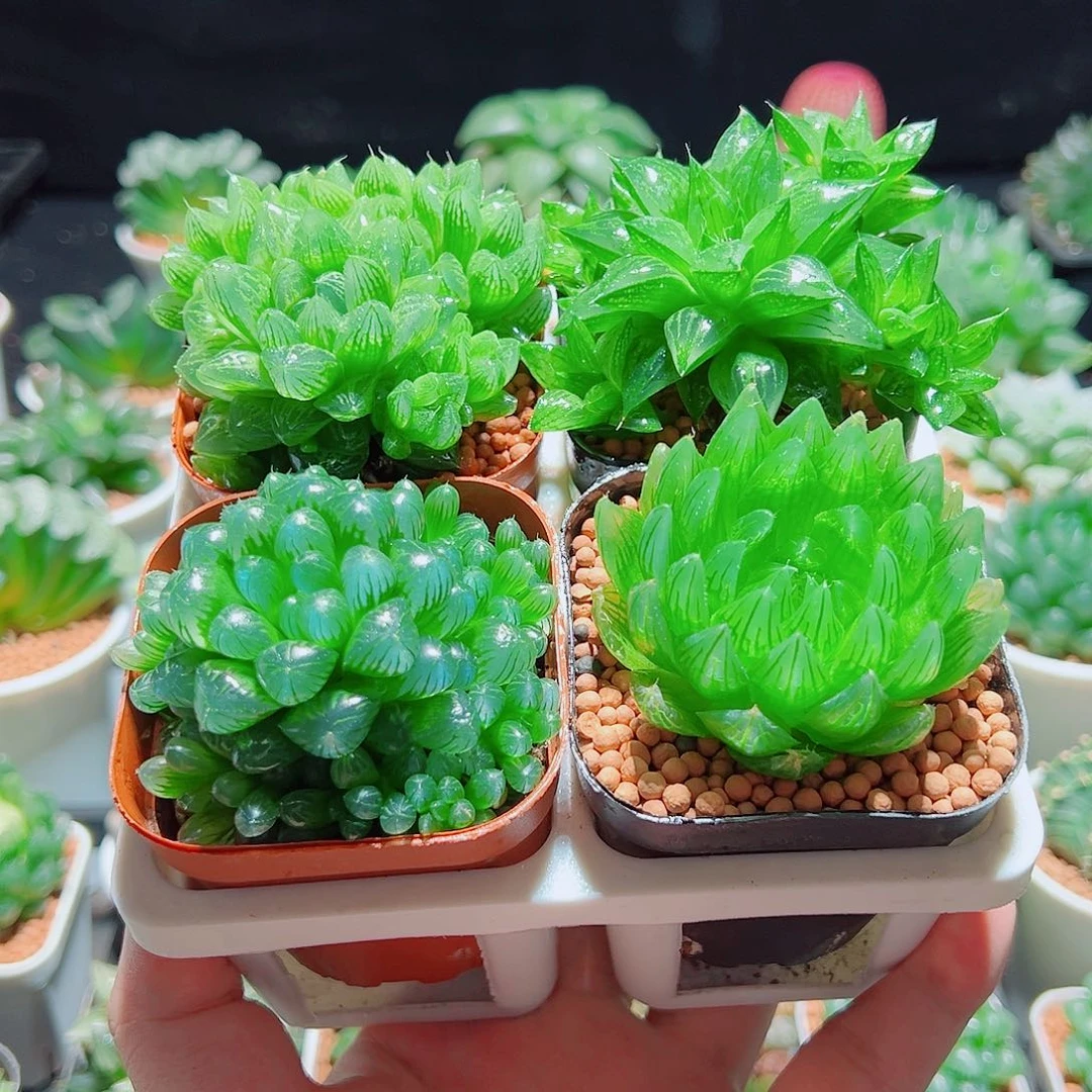 樱水晶水晶寿姬玉露群雪花原盆土