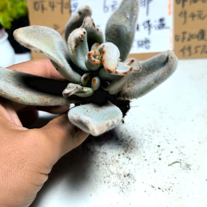 满6元包邮，月兔儿大颗