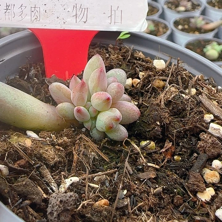 虞美人缀苗子676多肉植物