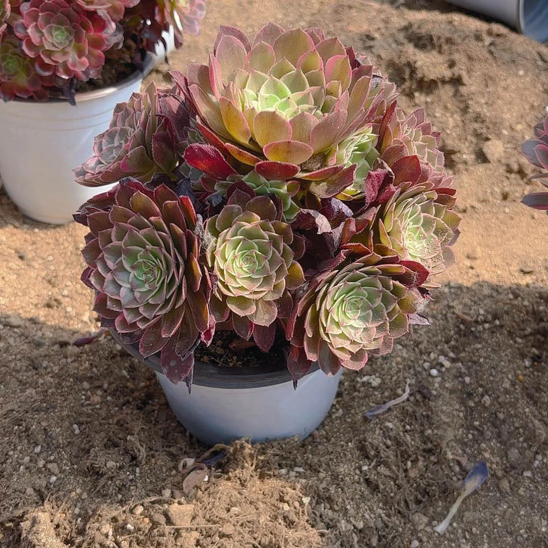 海王多肉植物手捧